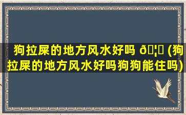 狗拉屎的地方风水好吗 🦅 (狗拉屎的地方风水好吗狗狗能住吗)